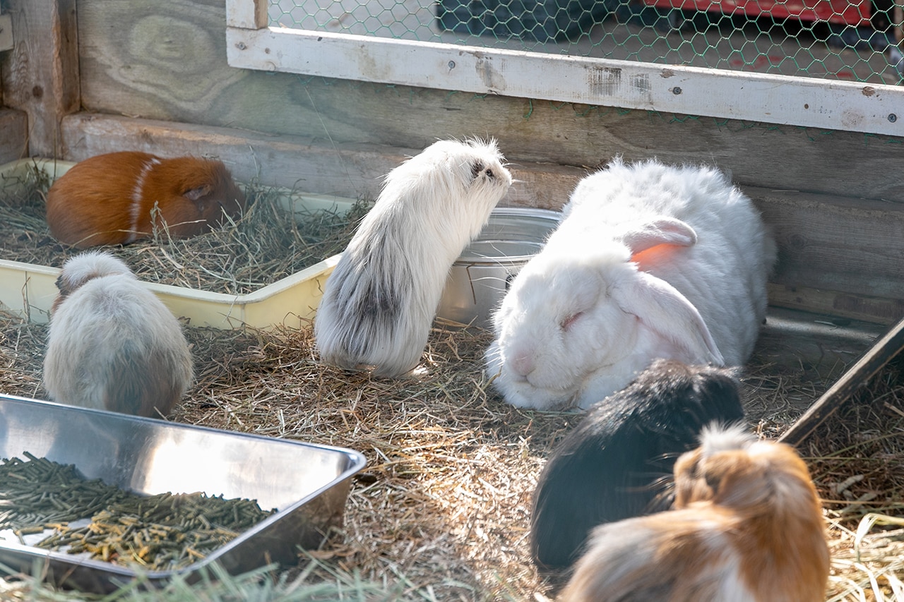 赤ちゃんはいつから動物園に行っていいの 注意すべきポイントも解説 Fam S Baby