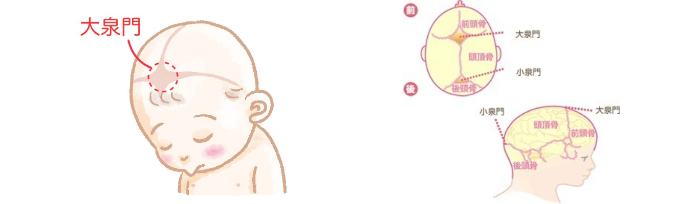 赤ちゃんの頭蓋骨の特徴