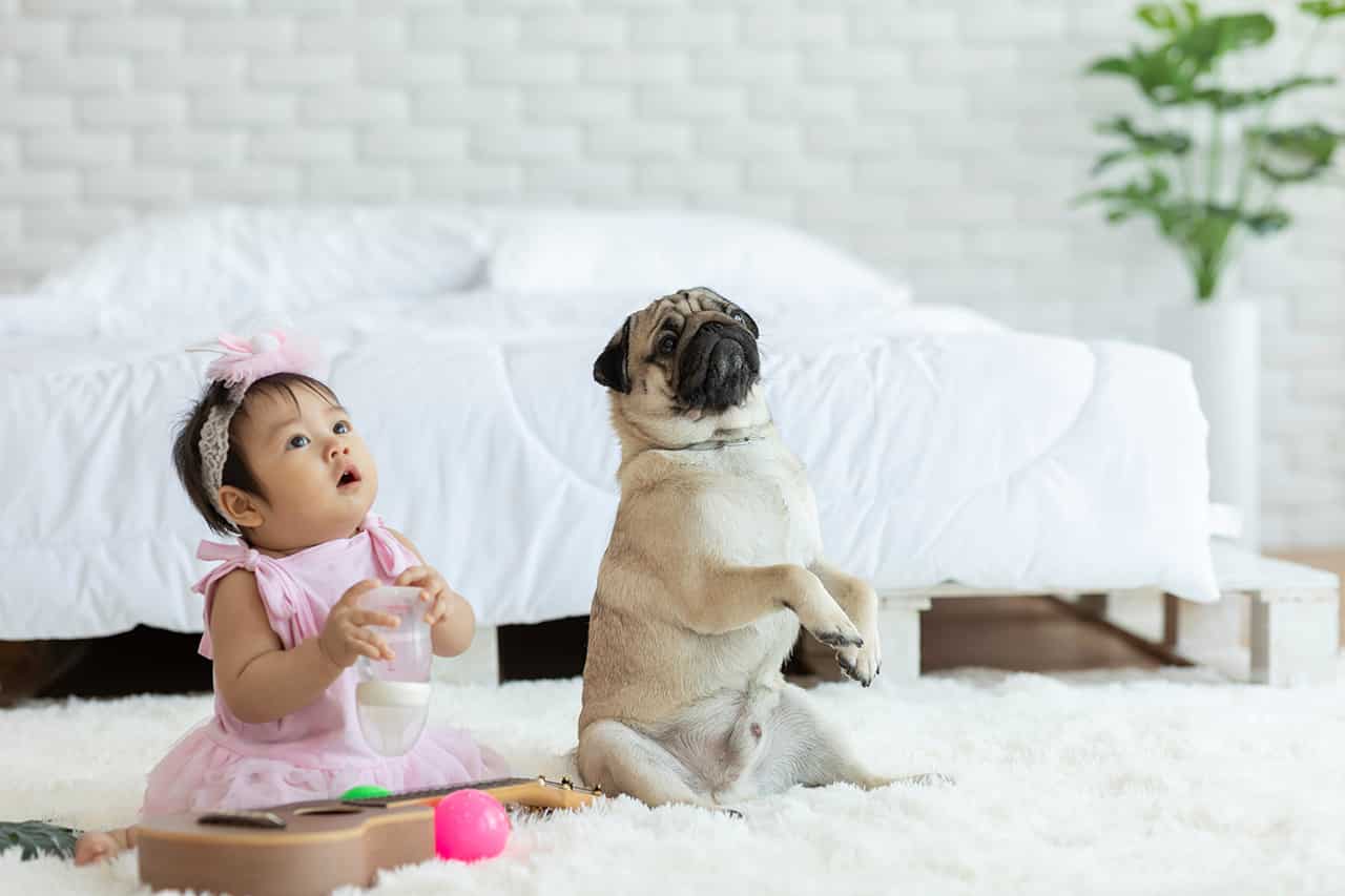 赤ちゃんと犬の暮らしにはどんなリスクがある リスクを減らす方法もご紹介 Fam S Baby